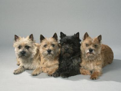Foto Cairn-Terrier, Petra Wegner - Laminas