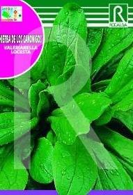 Foto Canónigos-verte cambrai 6g