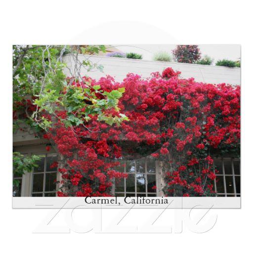 Foto Carmel en la floración Impresiones