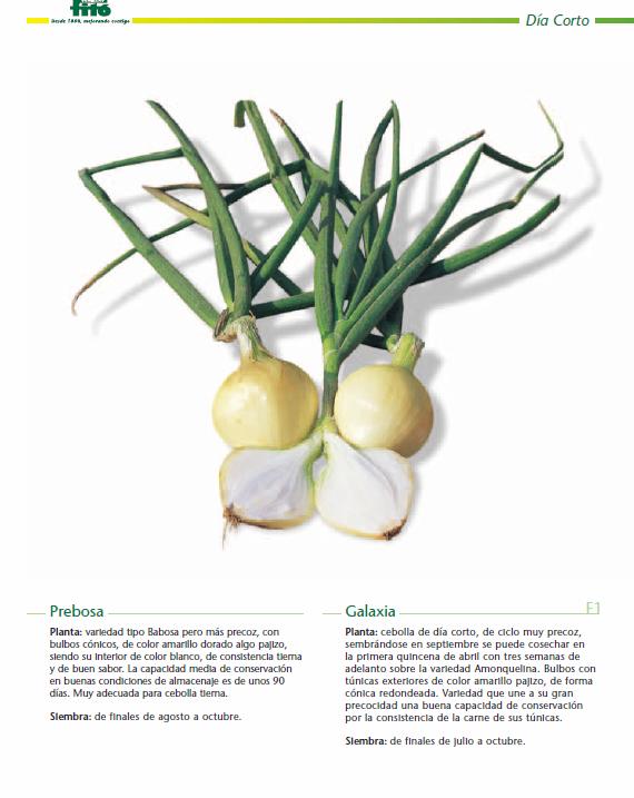Foto CEBOLLA GALAXIA F1