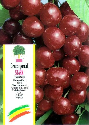 Foto Cerezo stark hardy - starking 10 litros