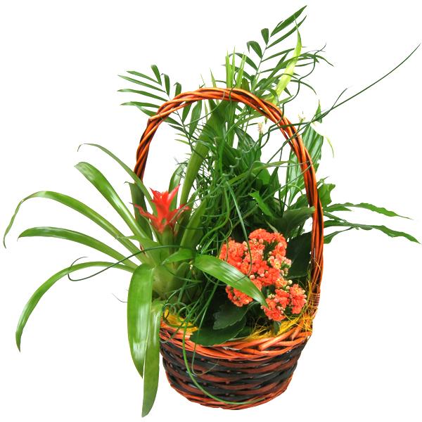 Foto Cesta de Mimbre con Plantas Naturales