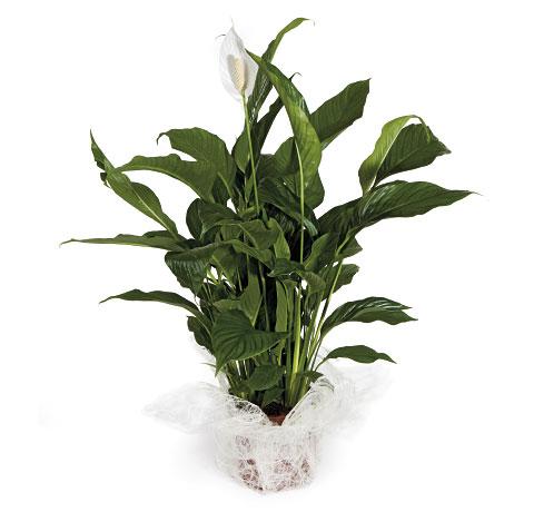 Foto Cesta de plantas Spathiphyllum