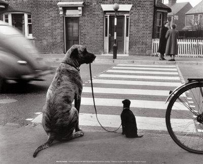 Foto Chiens, Angleterre