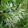 Foto Chionanthus Virginicus M22 50/60