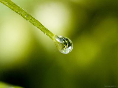 Foto Close View of a Drop of Water at the End of a Twig, Groton, Connecticut, Todd Gipstein - Laminas