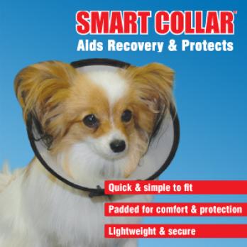 Foto Collar smart the company of animals