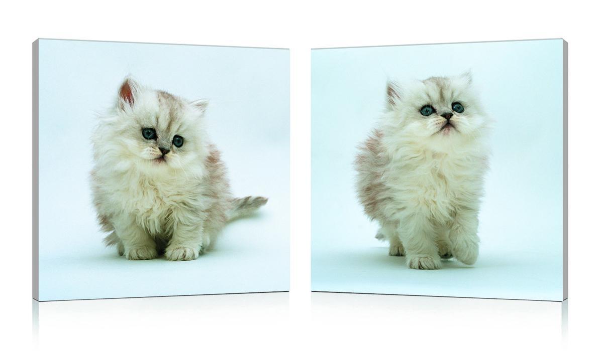 Foto Conjunto de 2 cuadros de diseño KITTENS