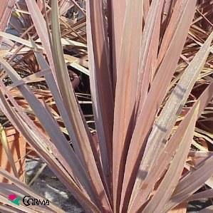Foto Cordyline australis 'red star' maceta 13