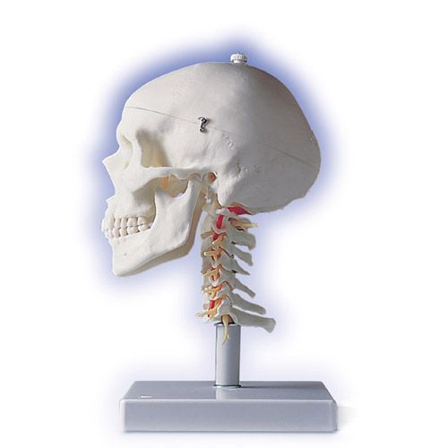 Foto Cráneo clásico sobre columna cervical, 4 partes 3B scientific A20/1