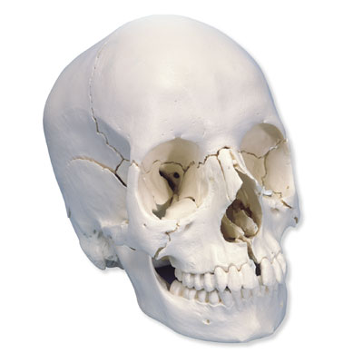 Foto Cráneo desmontable 3B Scientific® - versión anatómica, en 22 partes