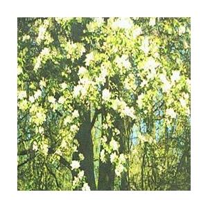 Foto Crab apple bach flower remedy 10ml