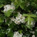 Foto Crataegus Monogyna (Espino Blanco) 60/80 Cm.