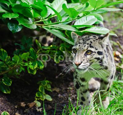 Foto Cuadro con foto profesional: Clouded leopard Neofelis Nebulova big cat portrait, del autor veneratio en Lienzo de 30 x 40 cm