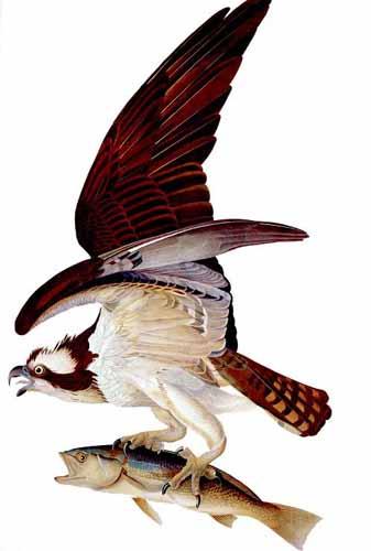 Foto Cuadros, lienzos o laminas de: Aguila pescadora Falco Haliaetus