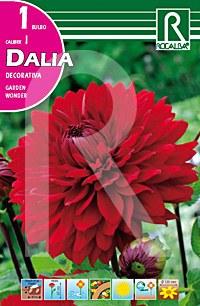 Foto Dalia decorativa garden wonder