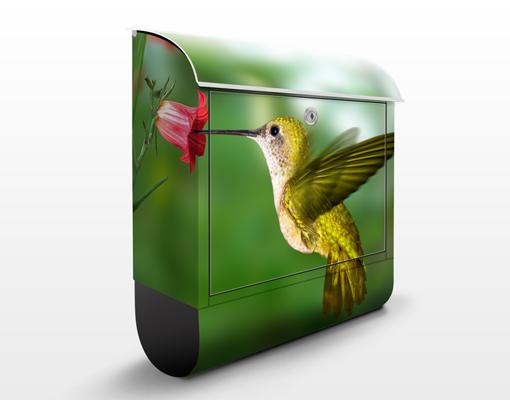 Foto Design Briefkasten Kolibri und Blte