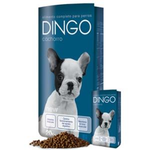Foto Dingo cachorro