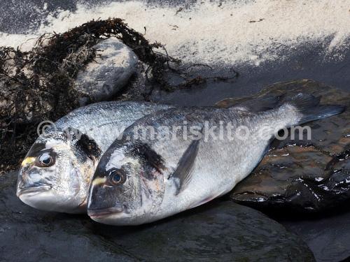 Foto Dorada Cultivo (400-600 gr)