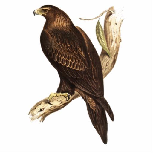 Foto Eagle atado cuña. Un ave rapaz magnífica Escultura Fotográfica