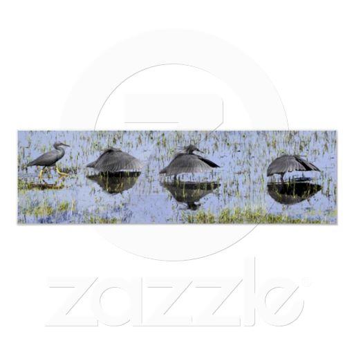 Foto Egret negro Comp. Print Impresiones
