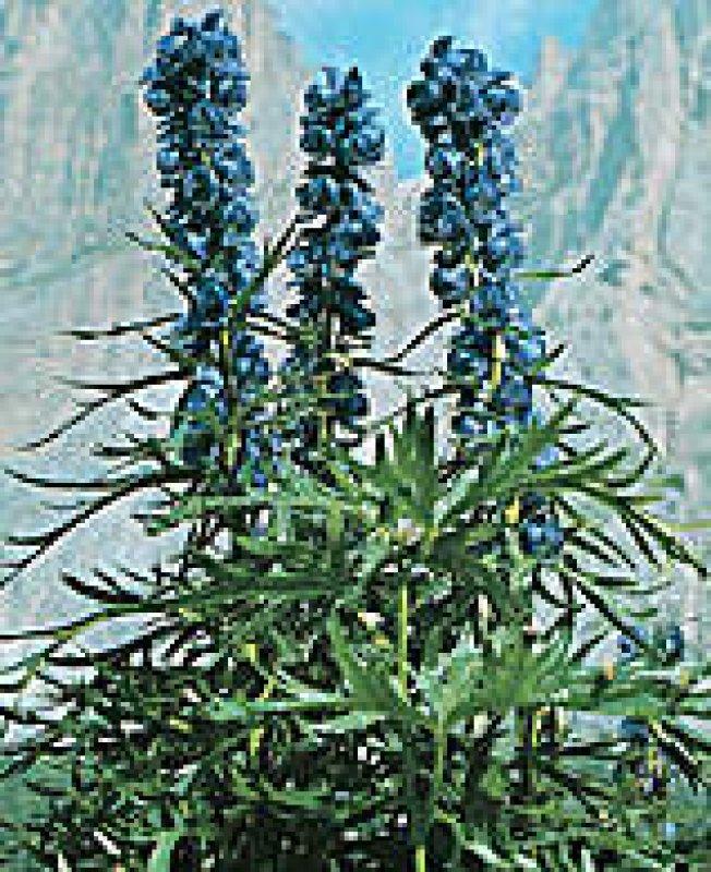 Foto Eisenhut - Aconitum napellus - Samen