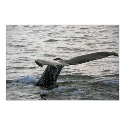 Foto El sonar de la ballena jorobada (platijas de la co Impresiones