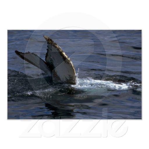 Foto El sonar de la ballena jorobada (platijas de la co Poster