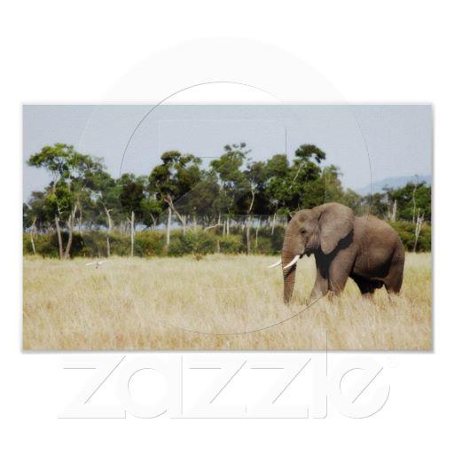 Foto Elefante africano - tamaño de la cartera Impresiones