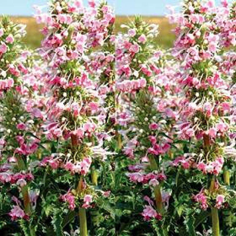 Foto Elfendistel - Morina longifolia - Samen
