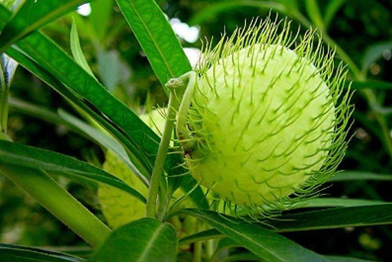 Foto Elfenkrone 'Hairy Balls' - Gomphocarpus physocarpus - Samen
