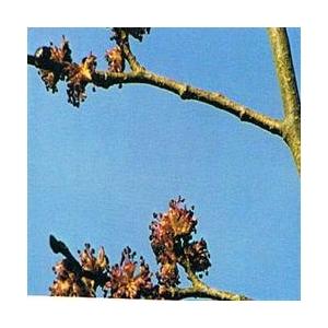 Foto Elm bach flower remedy 10ml