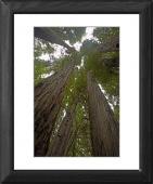 Foto Enmarca 51x41cm imprimir of Bosque de Redwood costero - vista de...