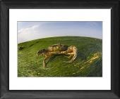 Foto Enmarca 51x41cm imprimir of Cangrejo de Costa