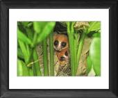 Foto Enmarca 51x41cm imprimir of Goodman Lemur de ratón en el nido-