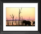 Foto Enmarcado 25x20cm imprimir of Elefante en la orilla del Lago Kariba