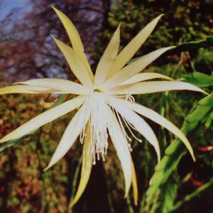 Foto Epiphyllum hybrid Alter Nicola