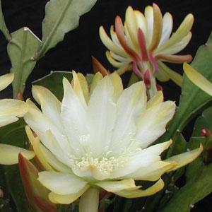 Foto Epiphyllum hybrid Meda