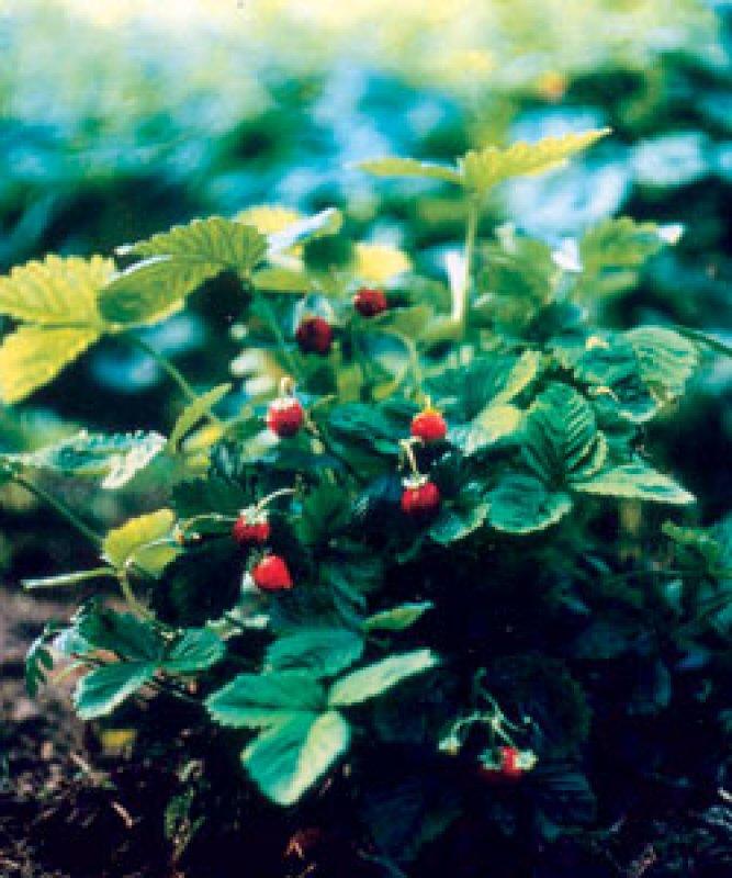 Foto Erdbeere, Monatserdbeere 'Rügen' - Fragaria vesca semperflorens -