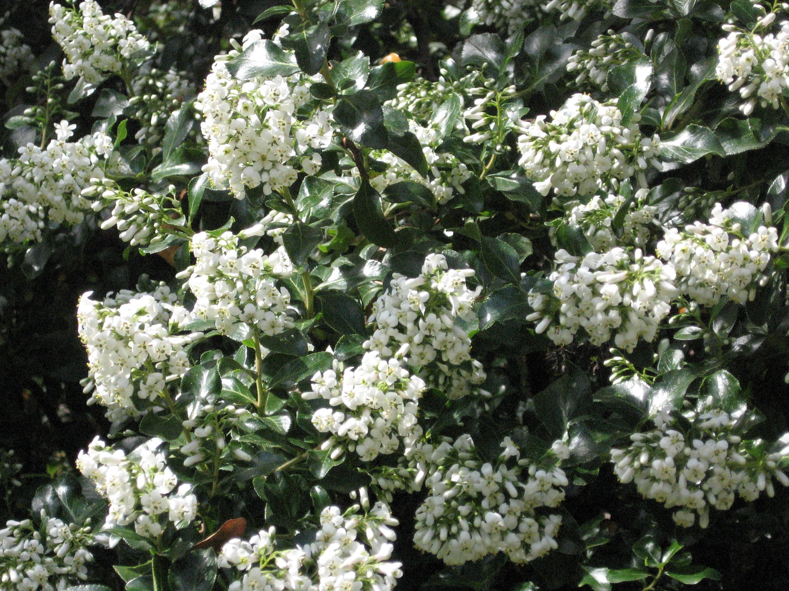 Foto Escallonia Iveyi Flor Blanca (5 Litros)