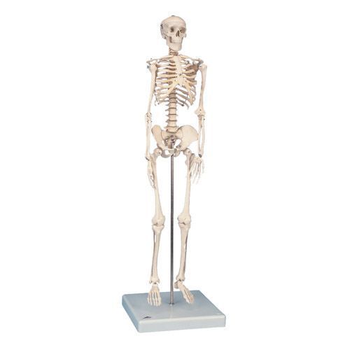 Foto Esqueleto Miniatura “Shorty“, sobre zócalo A18 3B scientific