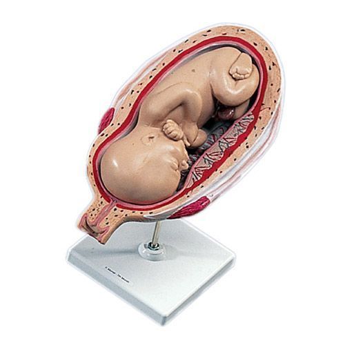 Foto Feto del 7mo Mes L10/8 3B scientific