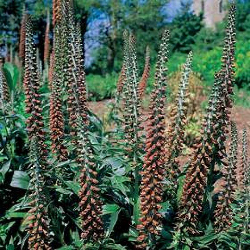 Foto Fingerhut 'Milk Chocolate' - Digitalis parviflora - Samen