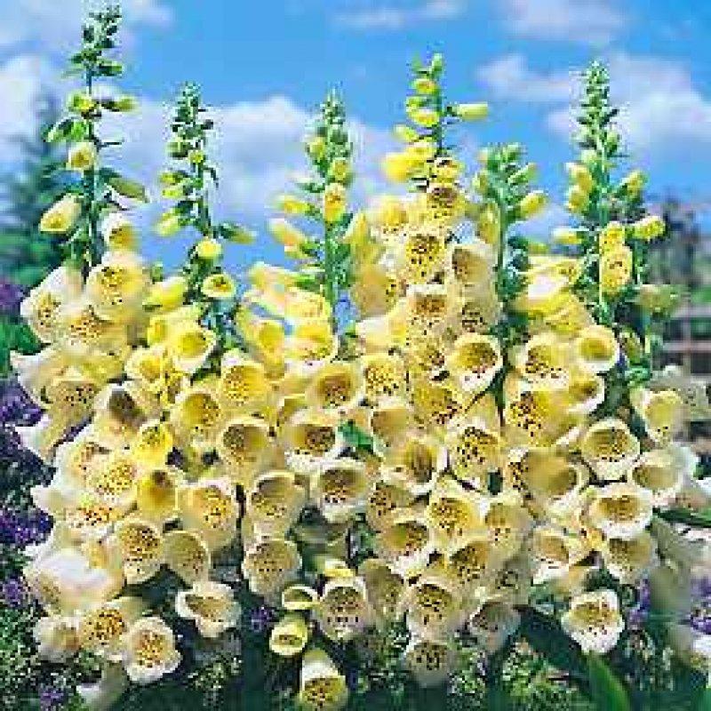 Foto Fingerhut 'Primrose Carousel' - Digitalis - Samen