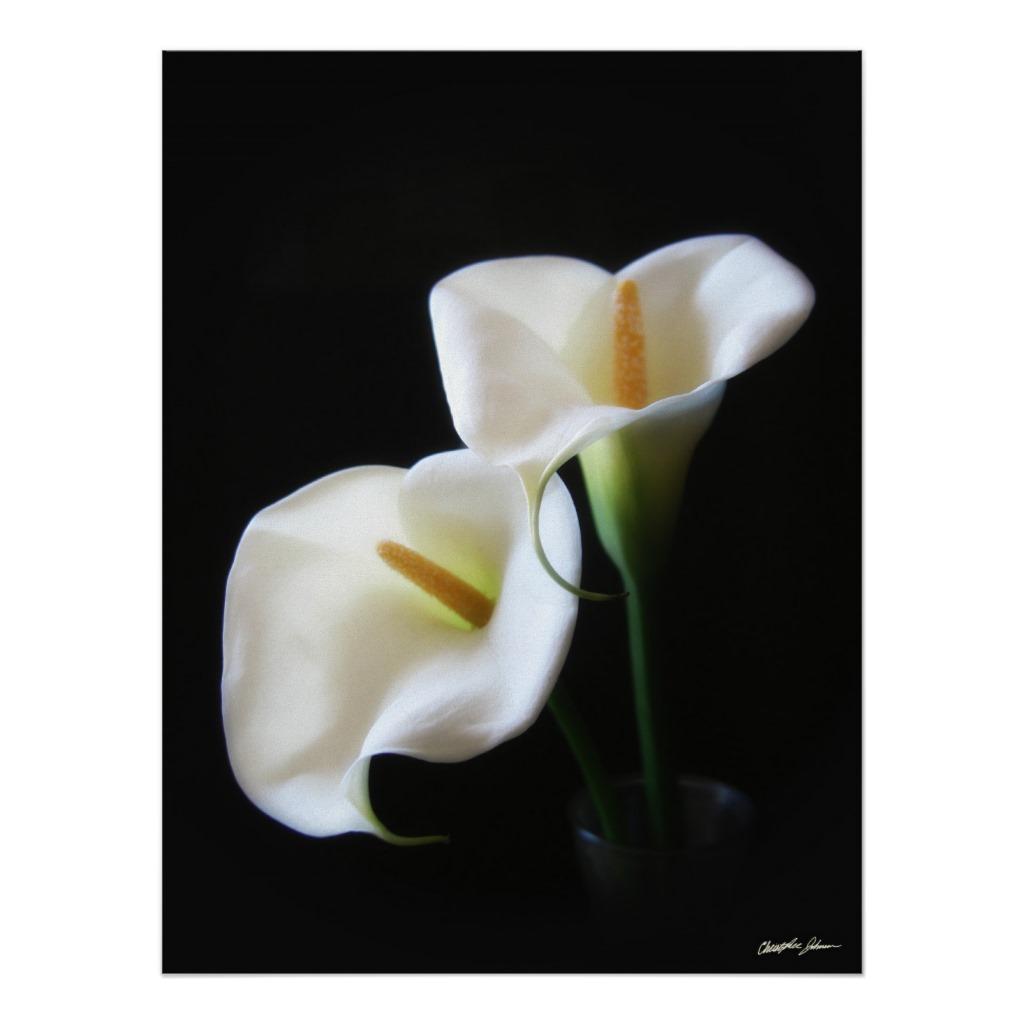 Foto Flores elegantes 13 de la cala Impresiones