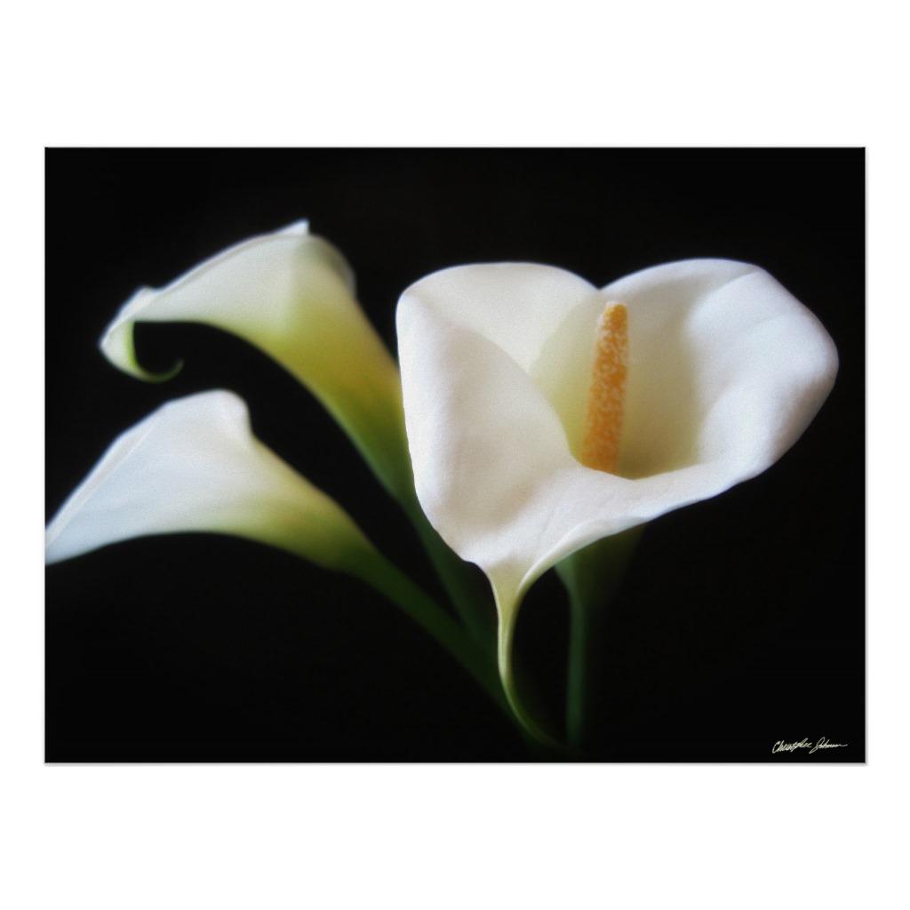 Foto Flores elegantes 9 de la cala Posters