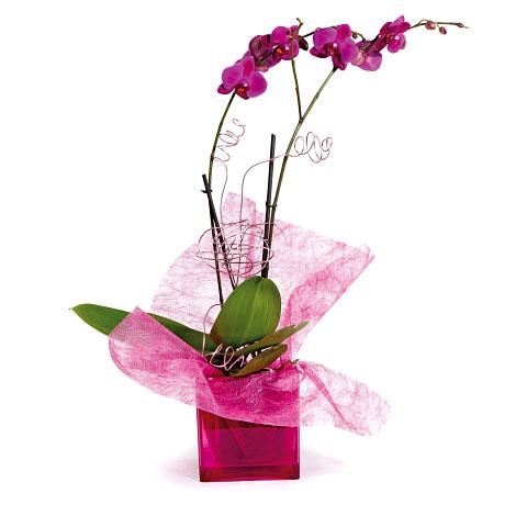 Foto Flores para Aniversarios Púrpura