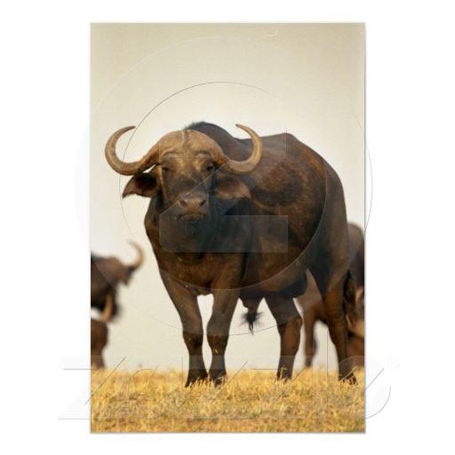 Foto Foto africana del búfalo Posters