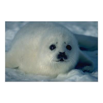 Foto Foto blanca de la foca de Groenlandia de un perrit Posters