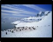 Foto Foto del ratón MAT of Pingüinos permanecer sobre la nieve en la...